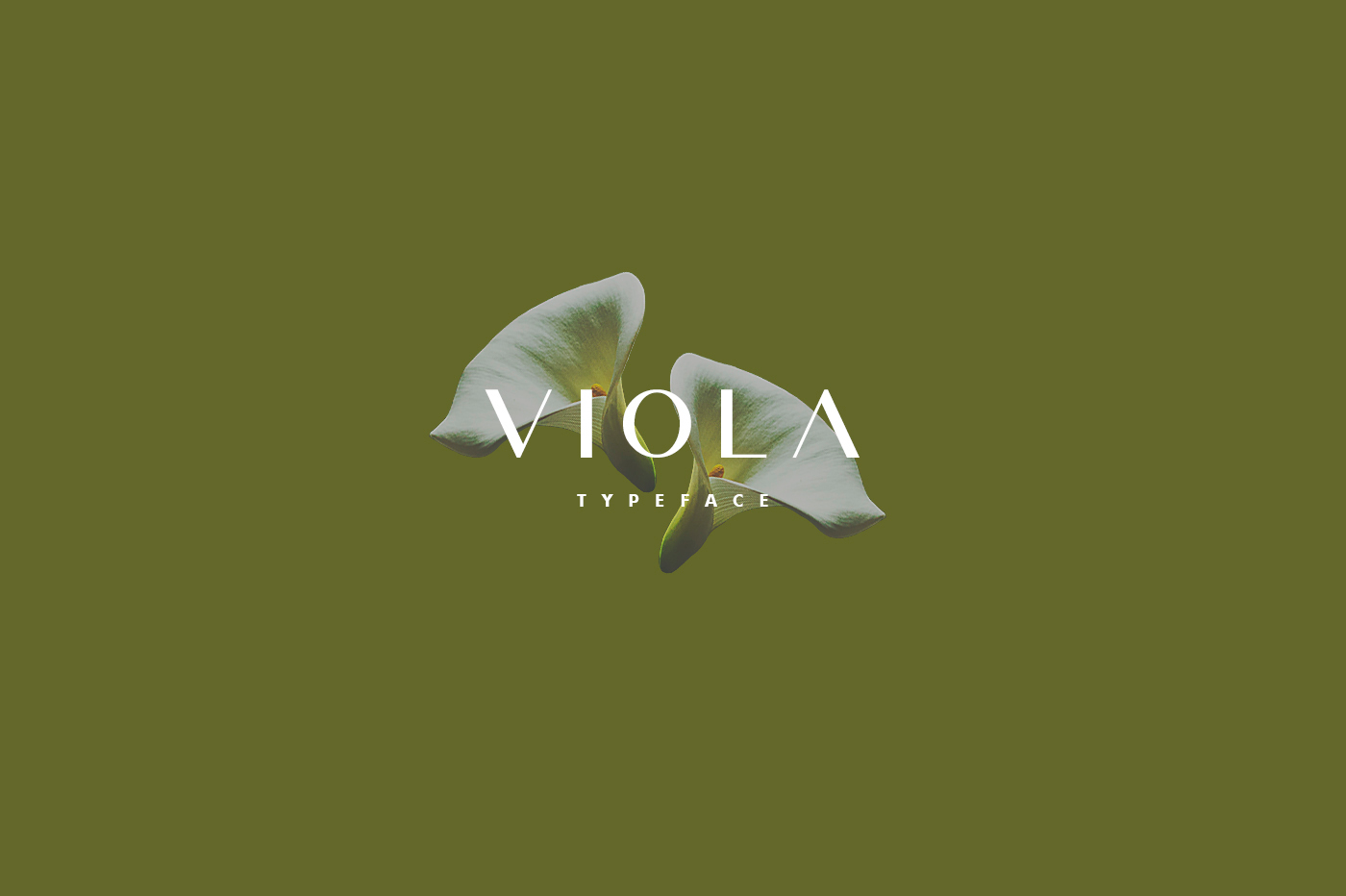 Шрифт Viola